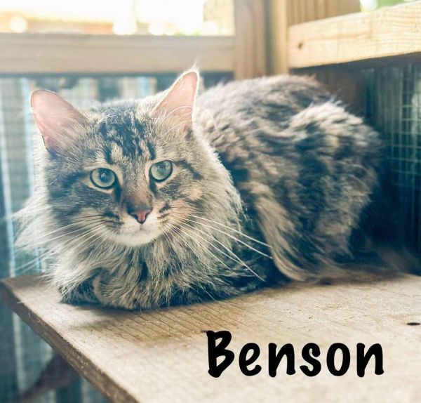 Benson thumbnail 2