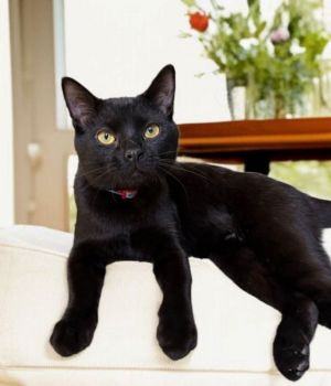 My name is Creek and I am a handsome black kitty You cant help but fall in love with me