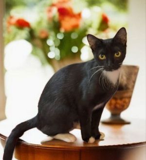 This beautiful tuxedo girl is Cajun Just look at her shiny coat and striking white whiskers and cut