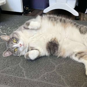 Rose (Ogin) Hyland, Adult Female Domestic Short Hair