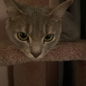 Vivian