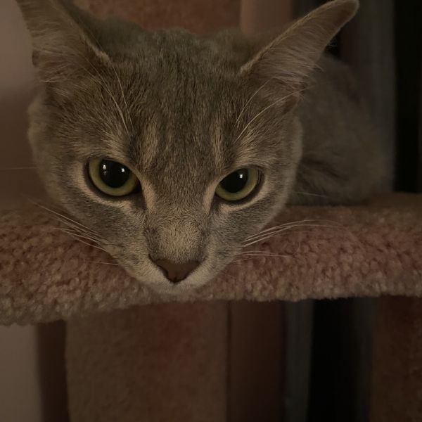 Vivian thumbnail 1