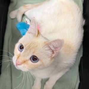 Meet Cayenne a stunning flame point Siamese with a heart of gold and a playful people-loving perso