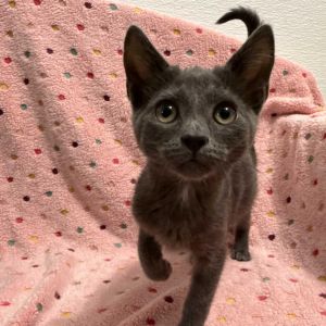 Meet Boyd a handsome little heart-stealer with soft fur and an even softer personality He may be a