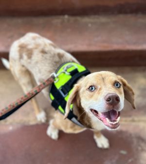 Meet Benson Benson came to us from rural Upson County animal shelter At some point he did have a f