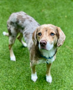 Benson Mixed Breed Dog