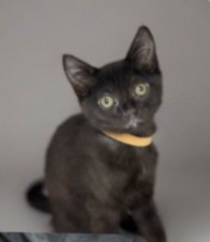 O&#39;Malley, Young Male Domestic Short Hair