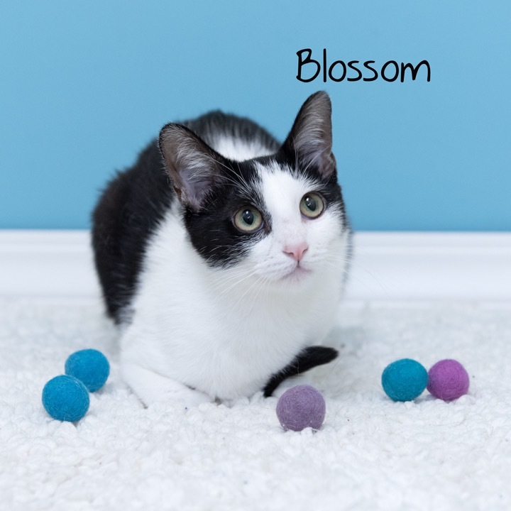 Blossom