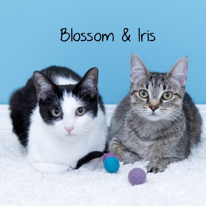 Blossom