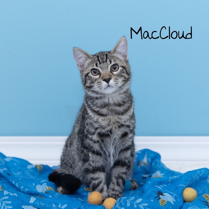 MacCloud