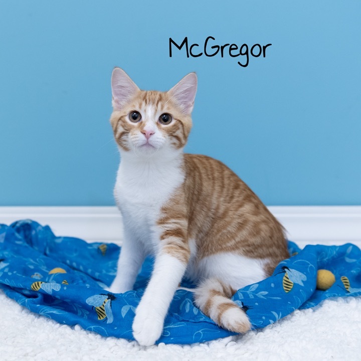McGregor