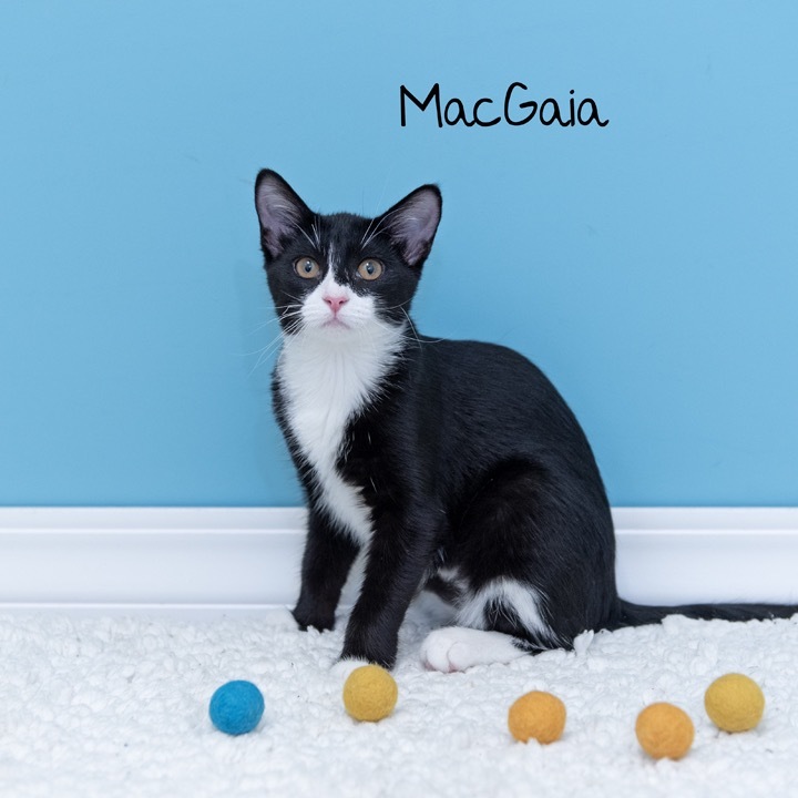 MacGaia