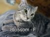 Blossom photo 1