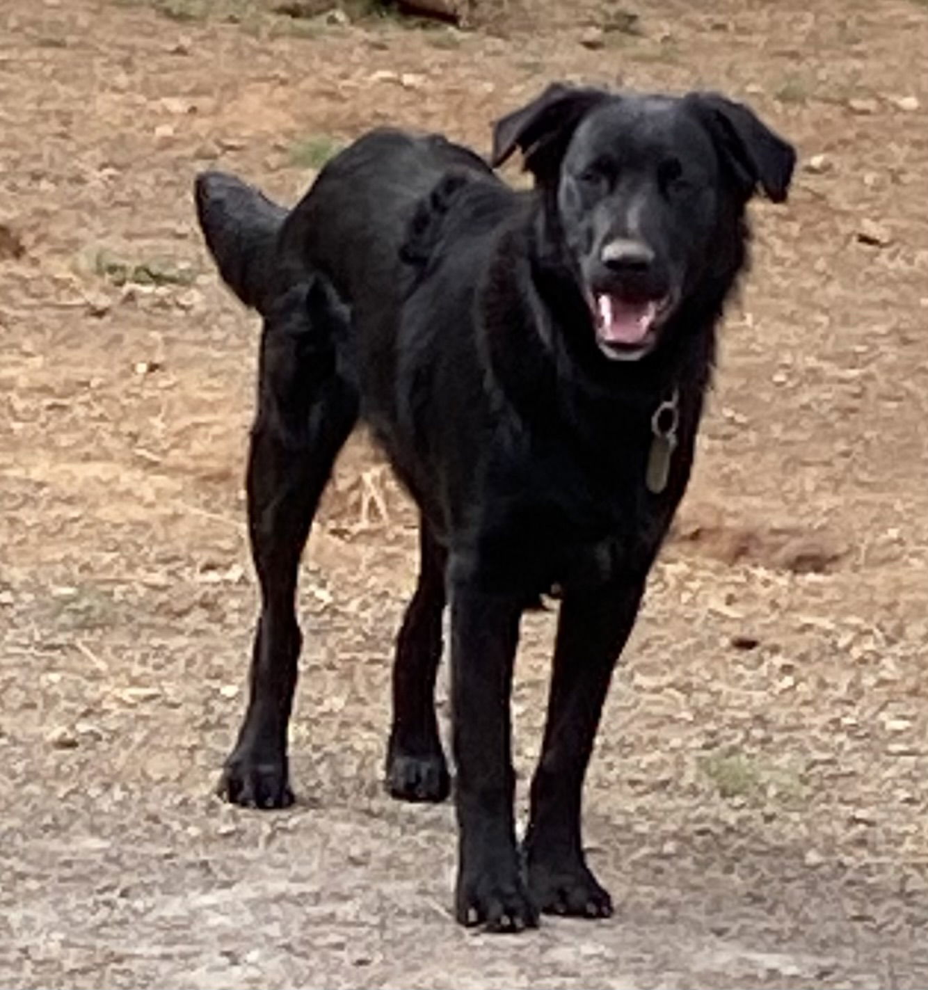 Bill, an adoptable Flat-Coated Retriever, Labrador Retriever in McArthur, CA, 96056 | Photo Image 1