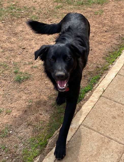 Bill, an adoptable Flat-Coated Retriever, Labrador Retriever in McArthur, CA, 96056 | Photo Image 2