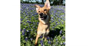 Sweetie Pies: Chiffon, Baby Female Shepherd