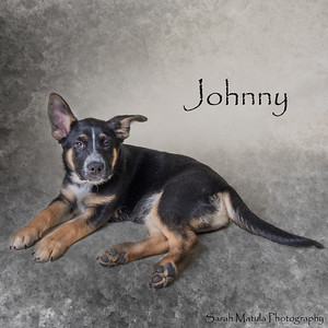 Johnny, Baby Male Australian Cattle Dog / Blue Heeler