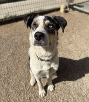 Baby Boy, Adult Male Catahoula Leopard Dog