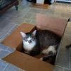 Emmett photo 1