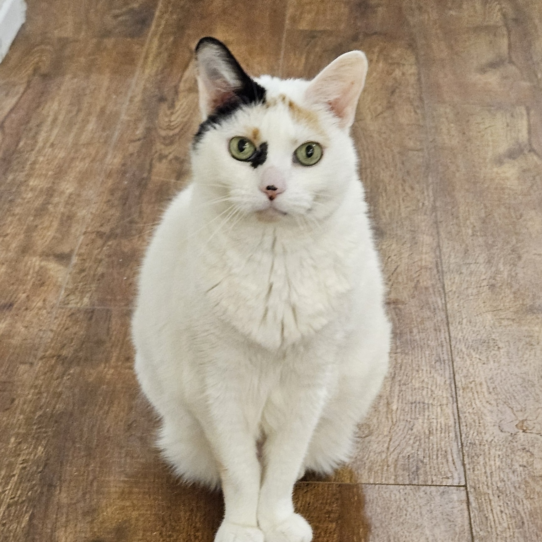 Malushka