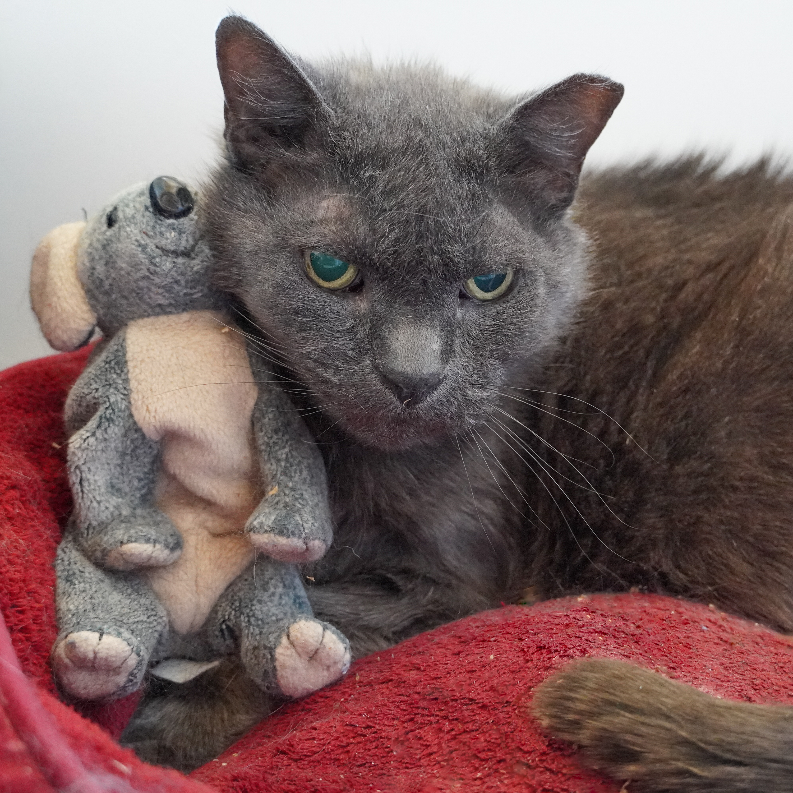 Dame Maggie Smith, an adoptable Russian Blue, Domestic Short Hair in Santa Fe, NM, 87501 | Photo Image 1