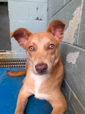 Sassy, Baby Female Cattle Dog