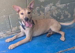 Gus, Baby Male Mixed Breed