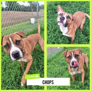 Chops, Young Male American Staffordshire Terrier