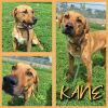 Kane- Sponsored photo 1