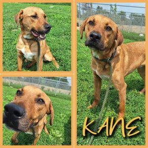 Kane- Sponsored, Adult Male Labrador Retriever