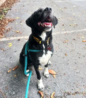 Meet Suncrest - Sweet Smart and Ready for a Fresh Start Suncrest is a lifelong Angel who entered 
