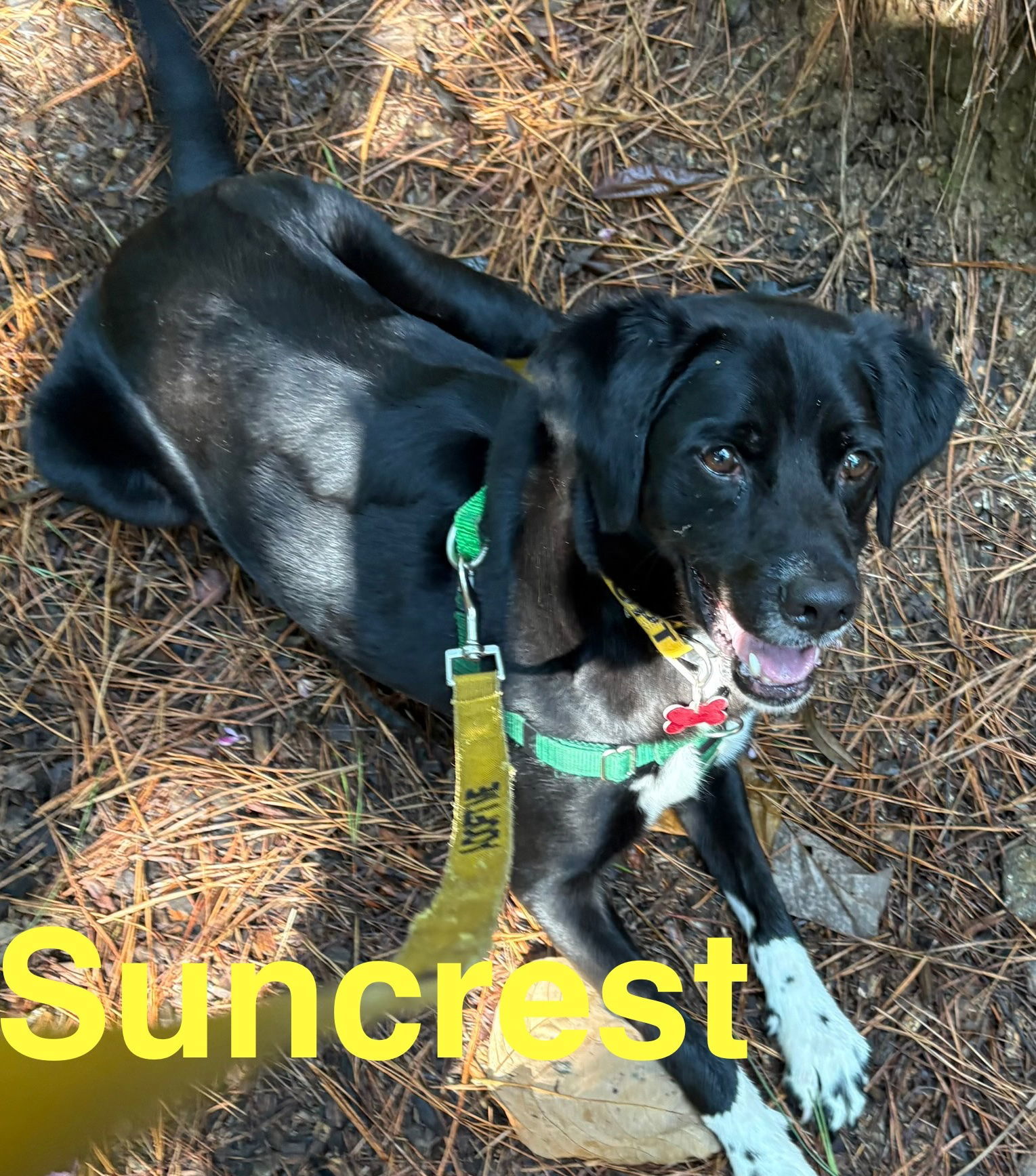Suncrest