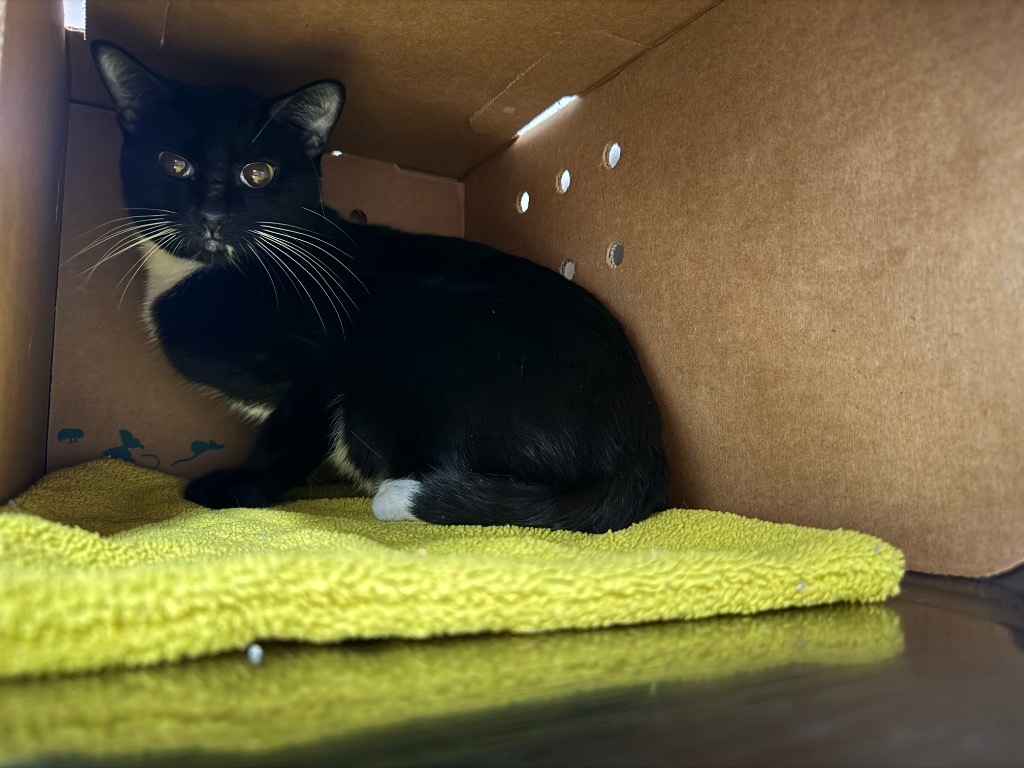 Mimosa, an adoptable Domestic Short Hair in Hot Springs, AR, 71901 | Photo Image 1