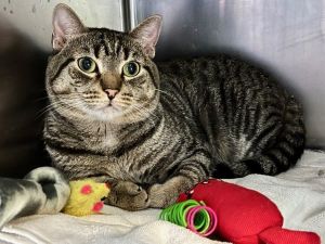 Spiderman, Adult Male Domestic Short Hair