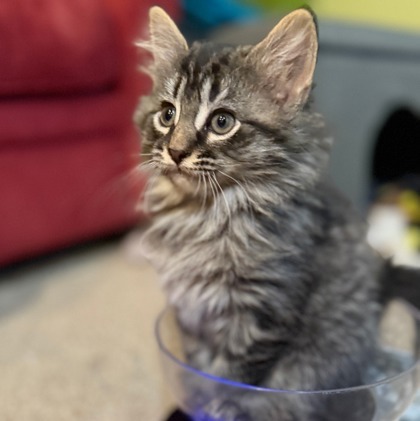 Tiggy thumbnail 2