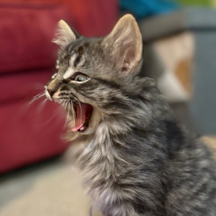 Tiggy thumbnail 3
