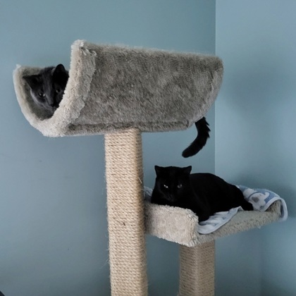 Moose (bashful Buddy) thumbnail 3