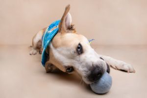 Paradise, Adult Male Husky