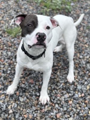 Petey