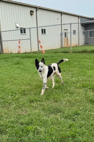 Logan, Adult Male Cattle Dog