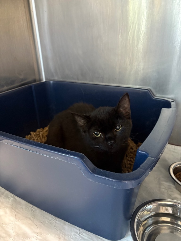 Bats, an adoptable Domestic Short Hair in Ashland, WI, 54806 | Photo Image 3