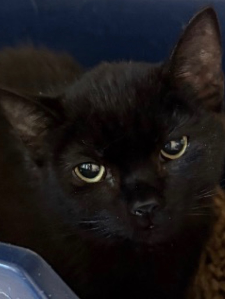 Bats, an adoptable Domestic Short Hair in Ashland, WI, 54806 | Photo Image 4