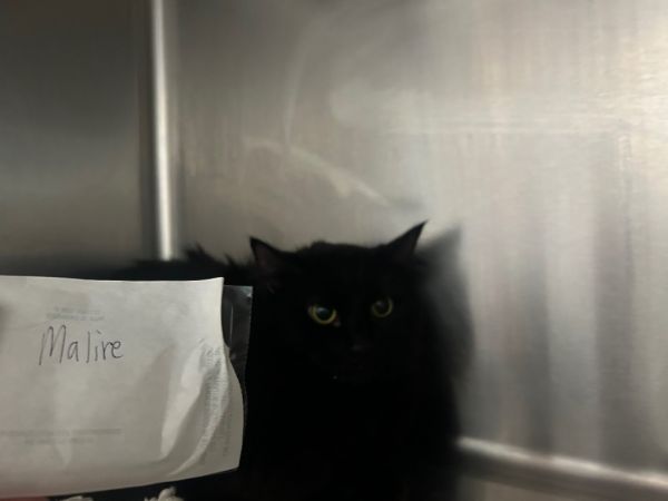 Mallory thumbnail 2