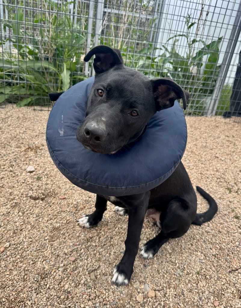 Rollin, an adoptable Labrador Retriever, Mixed Breed in Gillette, WY, 82716 | Photo Image 1