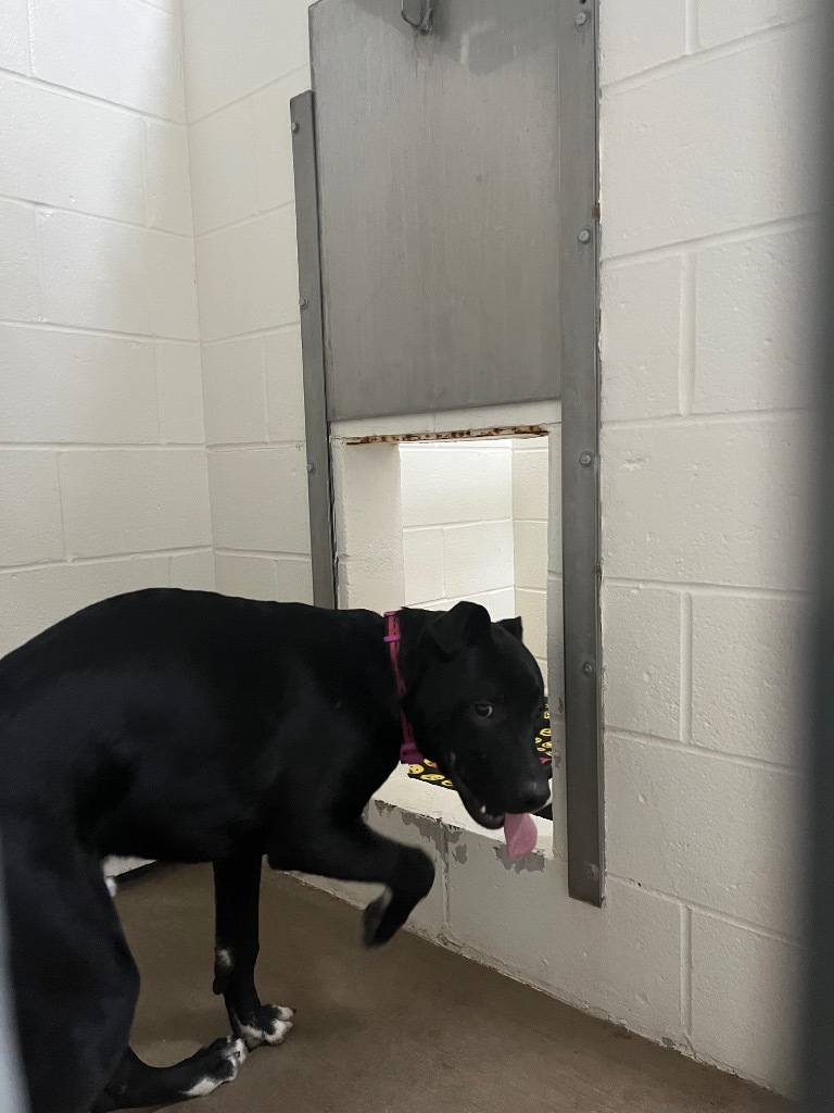 Rollin, an adoptable Labrador Retriever, Mixed Breed in Gillette, WY, 82716 | Photo Image 2