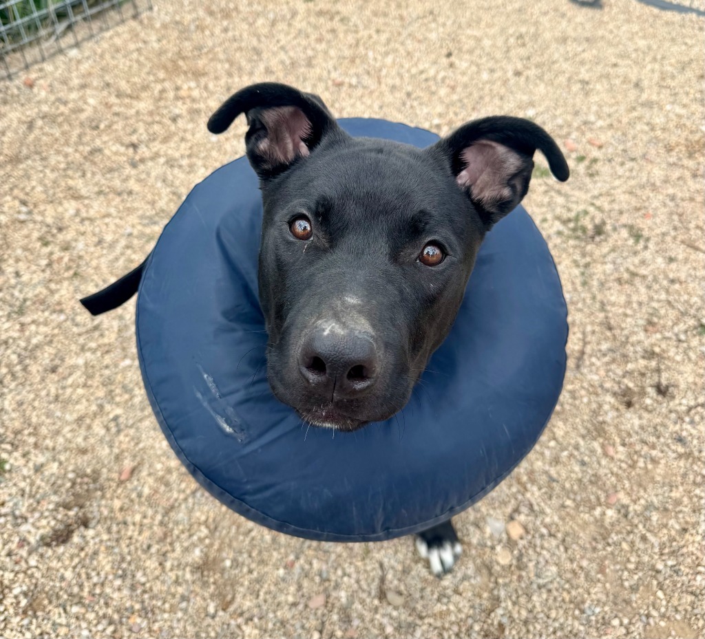Rollin, an adoptable Labrador Retriever, Mixed Breed in Gillette, WY, 82716 | Photo Image 3
