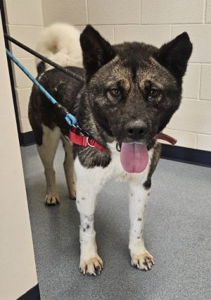 Sage, Adult Female Akita