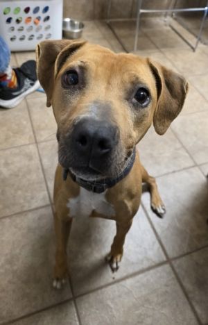 Hot Pot, Adult Female Pit Bull Terrier