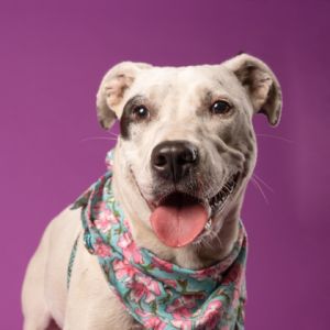 Waffle House is a 48-pound sweet and shy girl While shes a bit scared here at the shelter her pla