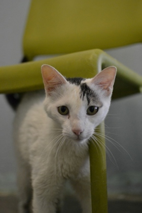 Hello there Im Lain Im a cat who loves to play and cuddle Im not just any cat Im your